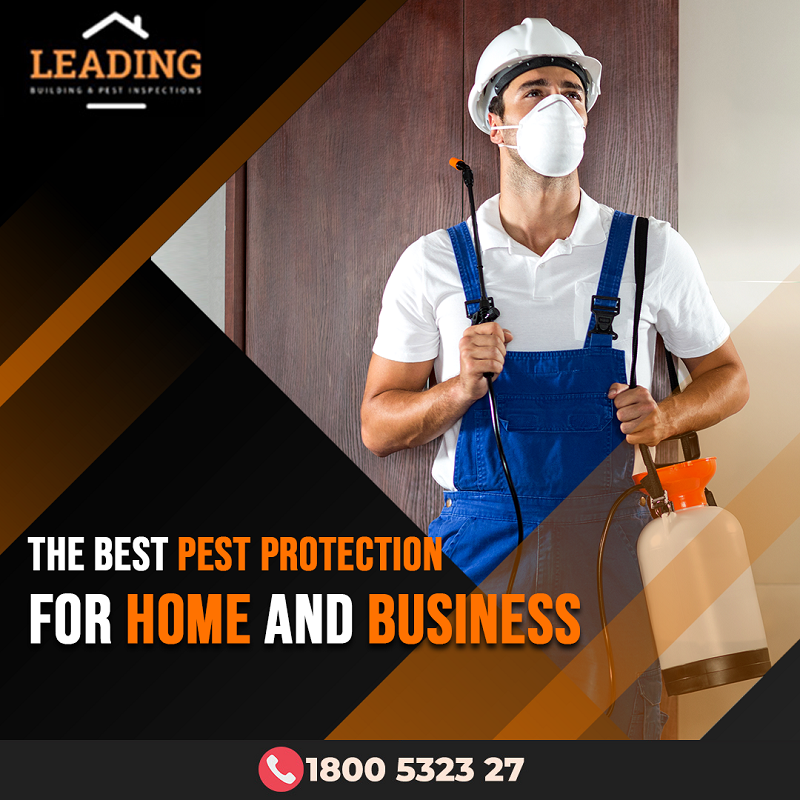 timber-pest-control-in-Adelaide